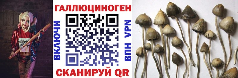 купить закладку  Аркадак  Псилоцибиновые грибы прущие грибы 